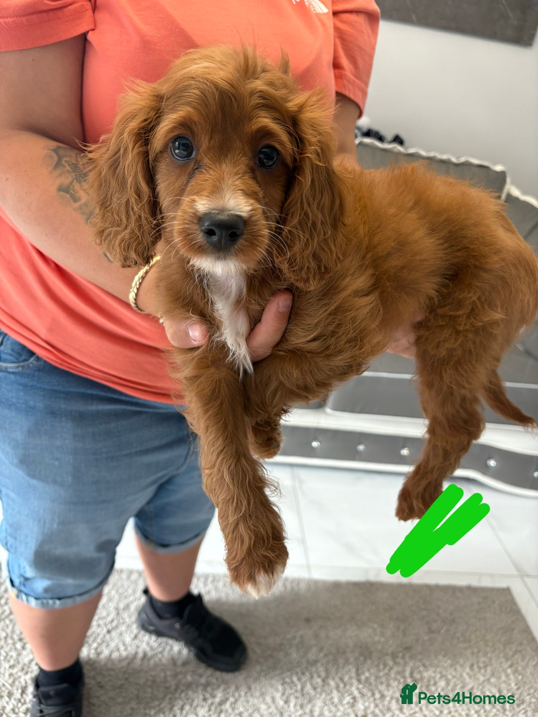 Cavapoo dogs for sale: Last pup left! F1 Cavapoo boy - Image 14