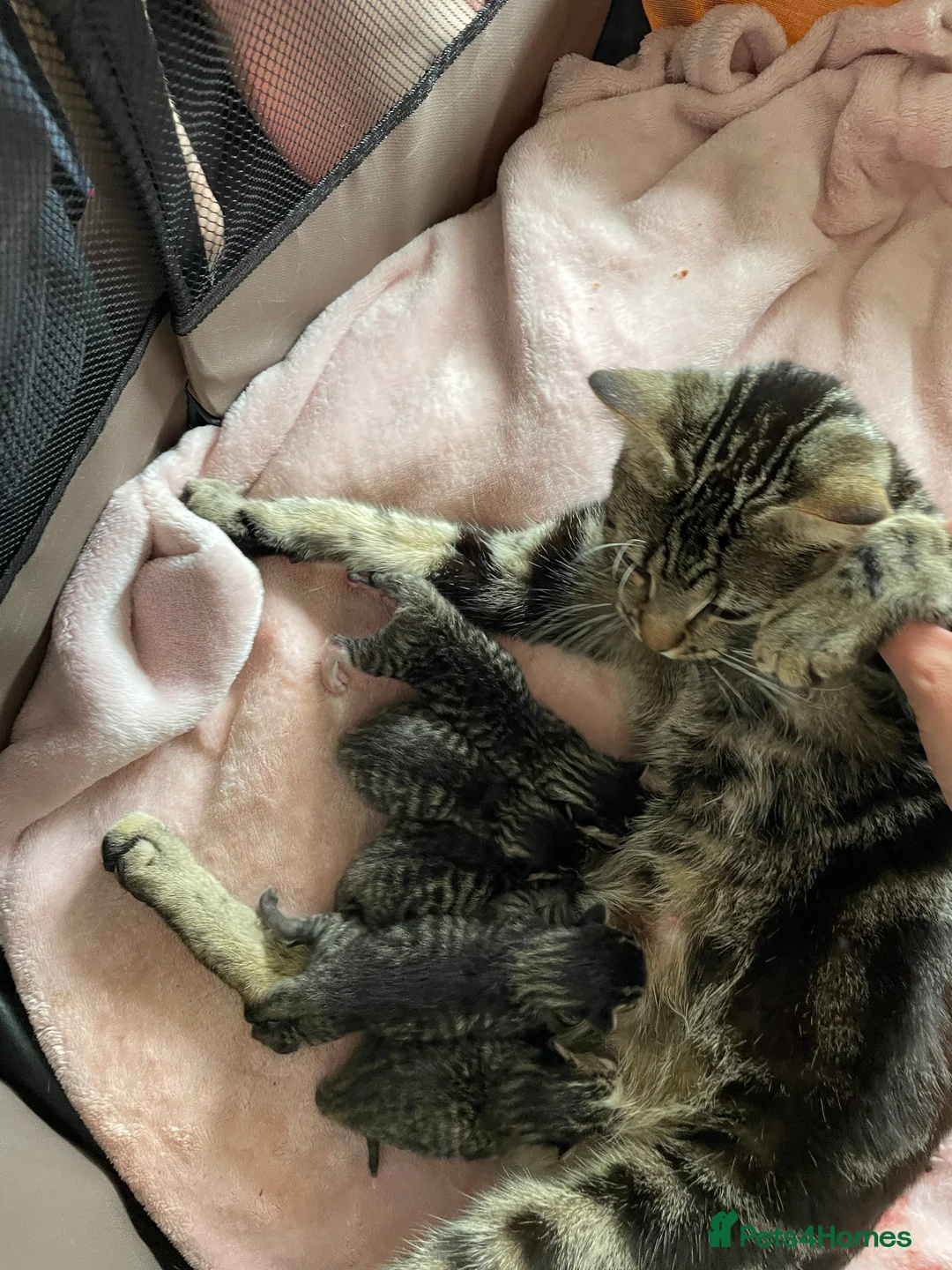 Mixed Breed cats for sale: 2 female kittens  in Chertsey - Advert 2