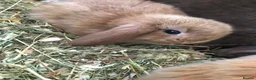 Mini Lop rabbits for sale: Mini lop baby bunnies - Advert 2