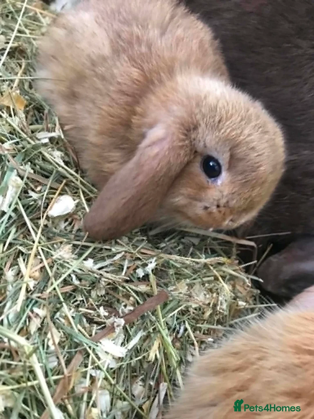Mini Lop rabbits for sale: Mini lop baby bunnies - Advert 2