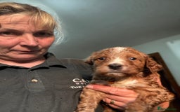 Australian Labradoodle dogs for sale: 5* Health tested Australian labradoodles  - Image 14