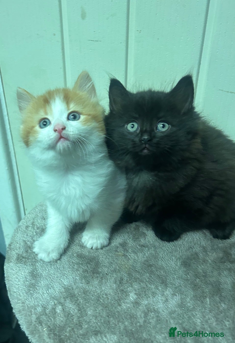 Mixed Breed cats RAGDOLL X KITTENS 💕💙 - Advert 18