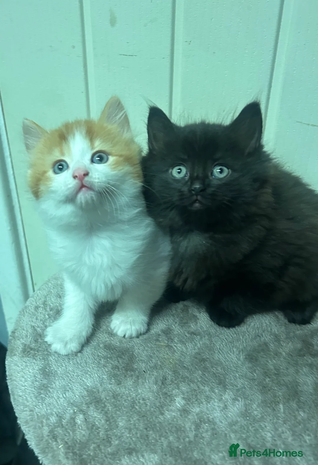 Mixed Breed cats for sale: RAGDOLL X KITTENS 💕💙 - Advert 6