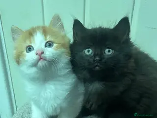 Mixed Breed cats RAGDOLL X KITTENS 💕💙 - Advert 18