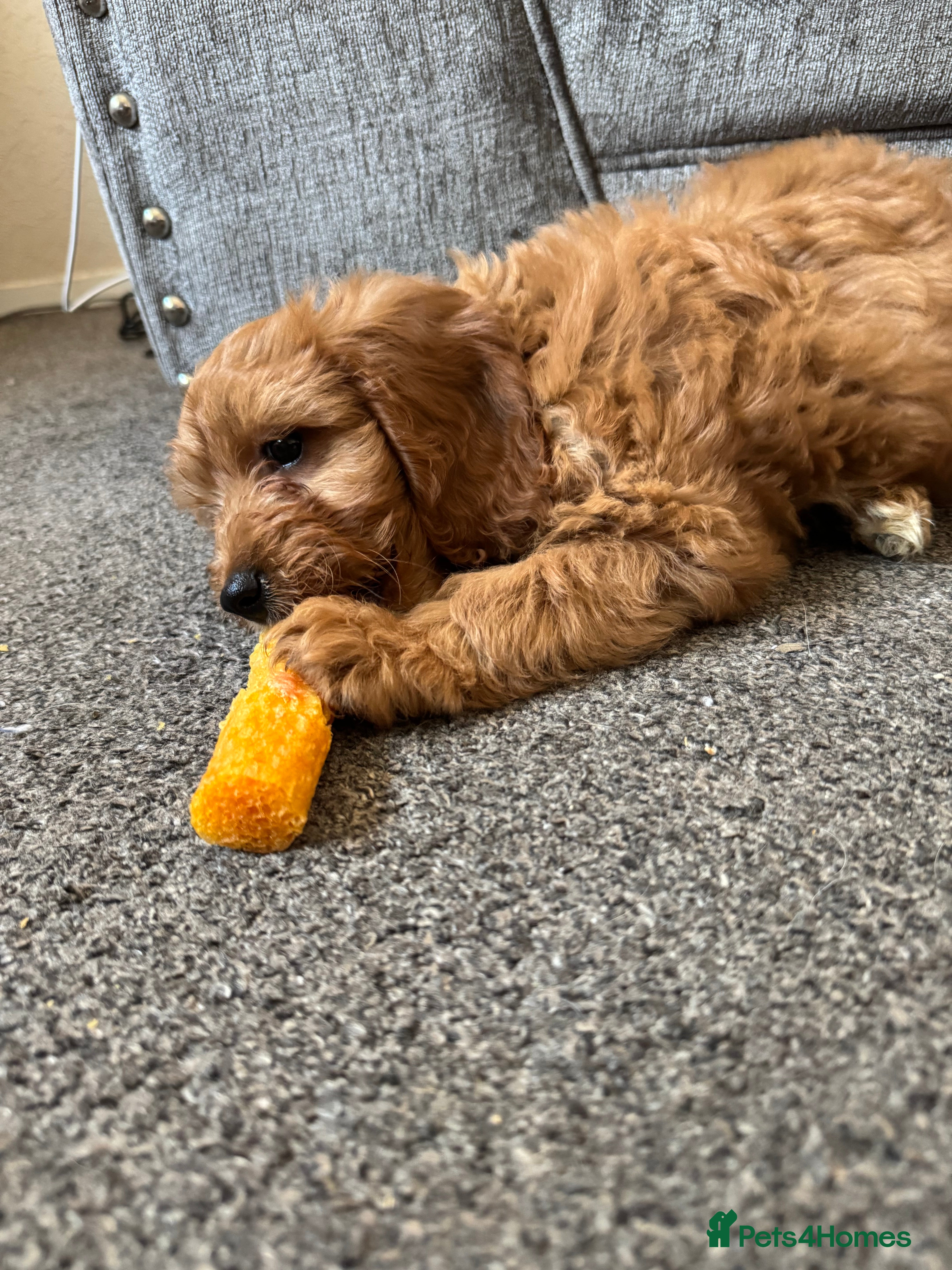 Cockapoo dogs 🐶F1 cockerpoo puppy last girl  - Advert 9