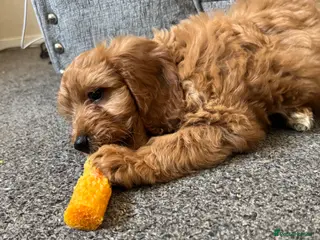 Cockapoo dogs 🐶F1 cockerpoo puppy last girl - Advert 9
