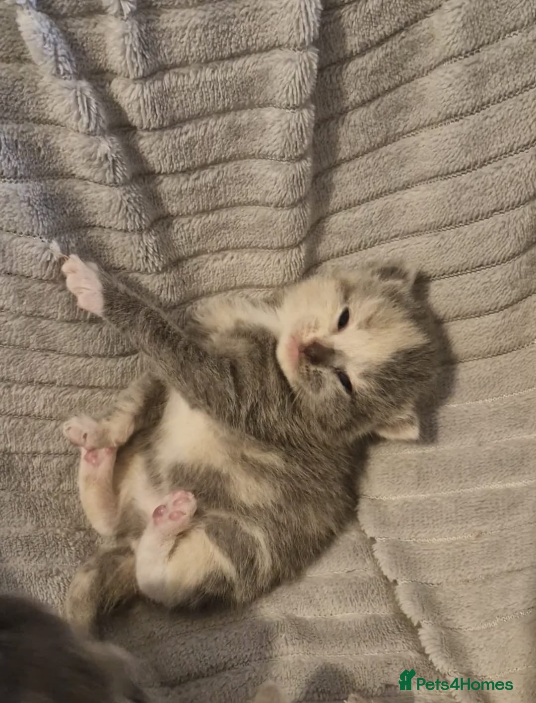 British Shorthair cats British shorthair boy - Advert 11