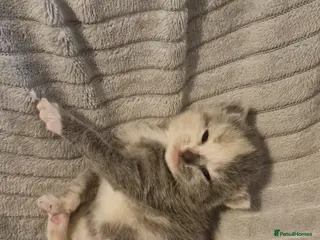 British Shorthair cats British shorthair boy - Advert 11