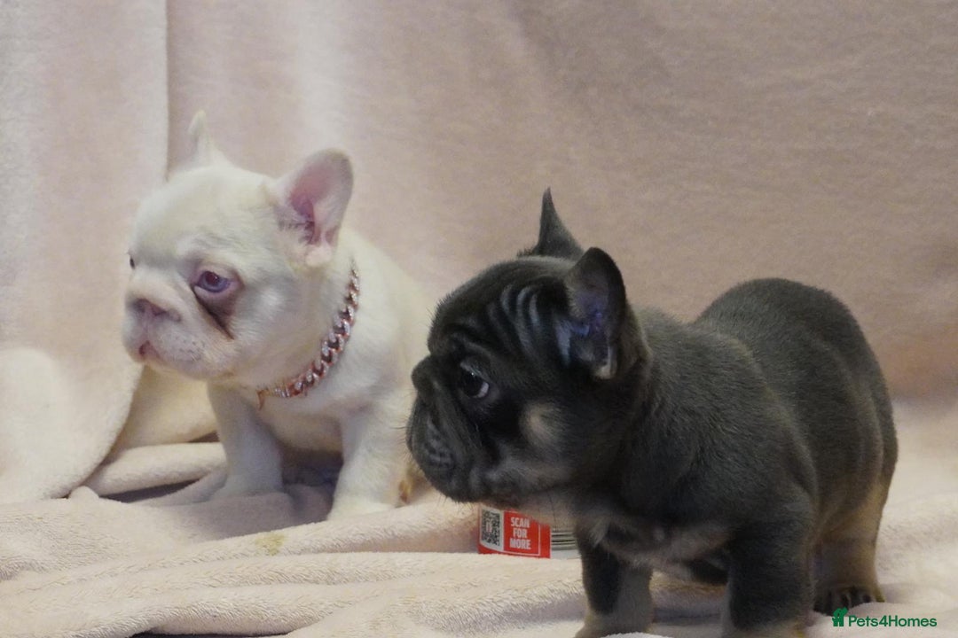 French Bulldog dogs for sale: French bulldog 2 males.One full pink,one blue tan - Advert 2