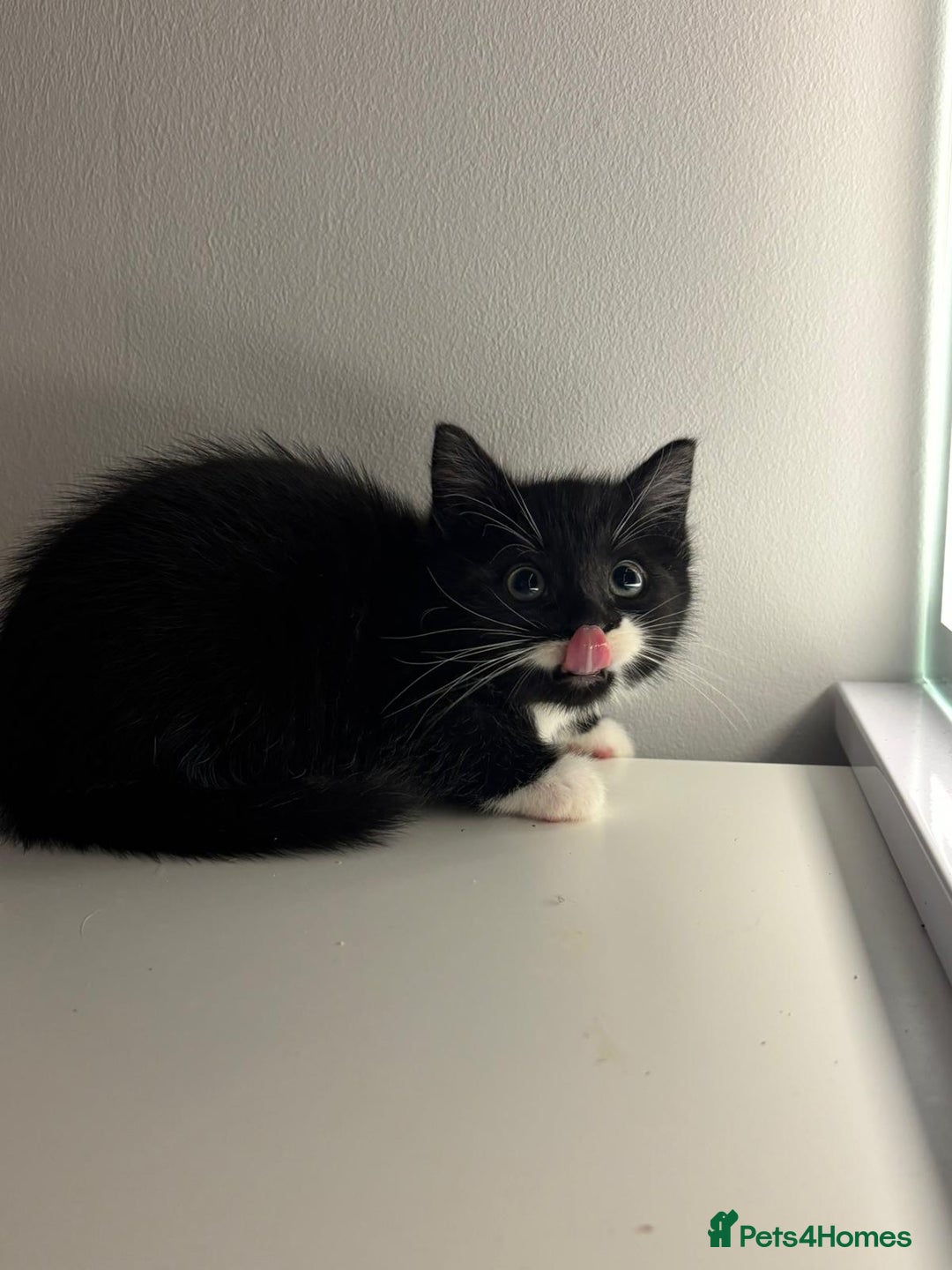 Mixed Breed cats for sale: Kittens for sale - Advert 12