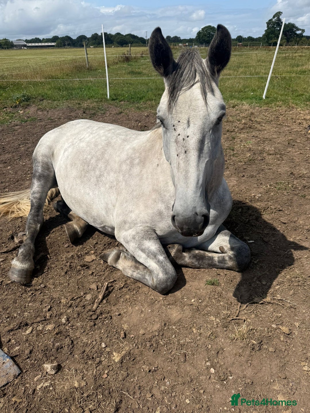 Irish Draught horses for sale: 16.3hh all round mare for sale  - Advert 19