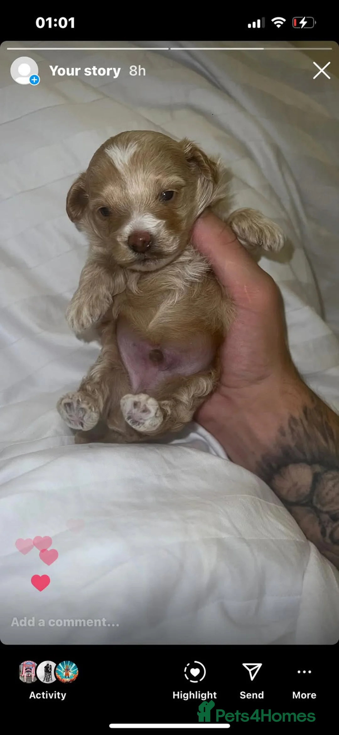 Toy Poodle dogs for stud:  **  Asian KC Toy Poodle for Stud DNA tested in Rickmansworth - Advert 36