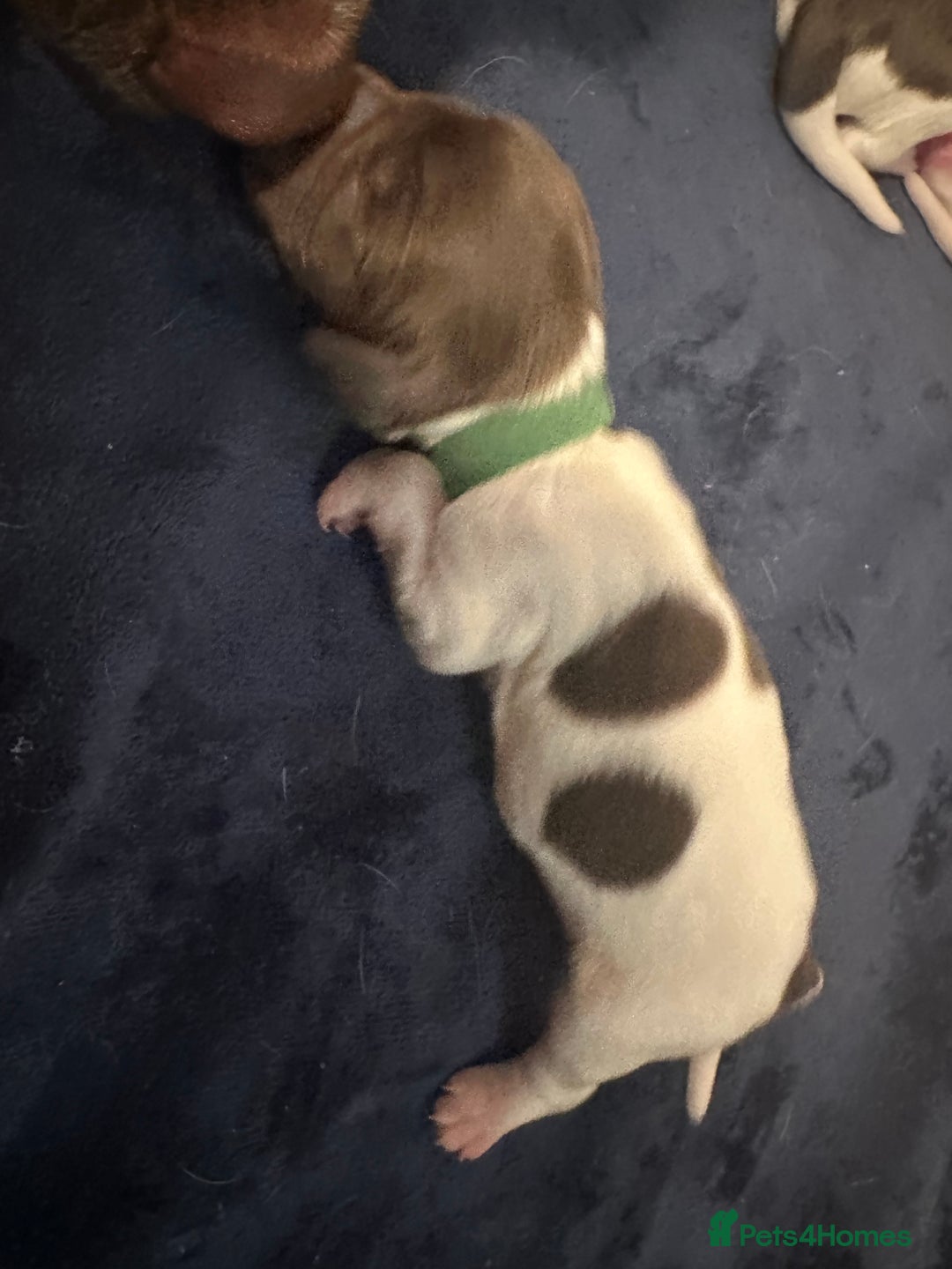 English Springer Spaniel dogs for sale: KC registered Springer Spainel  - Advert 22