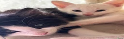 Mixed Breed cats for sale: 4 bouncy, happy kittens - Advert 7