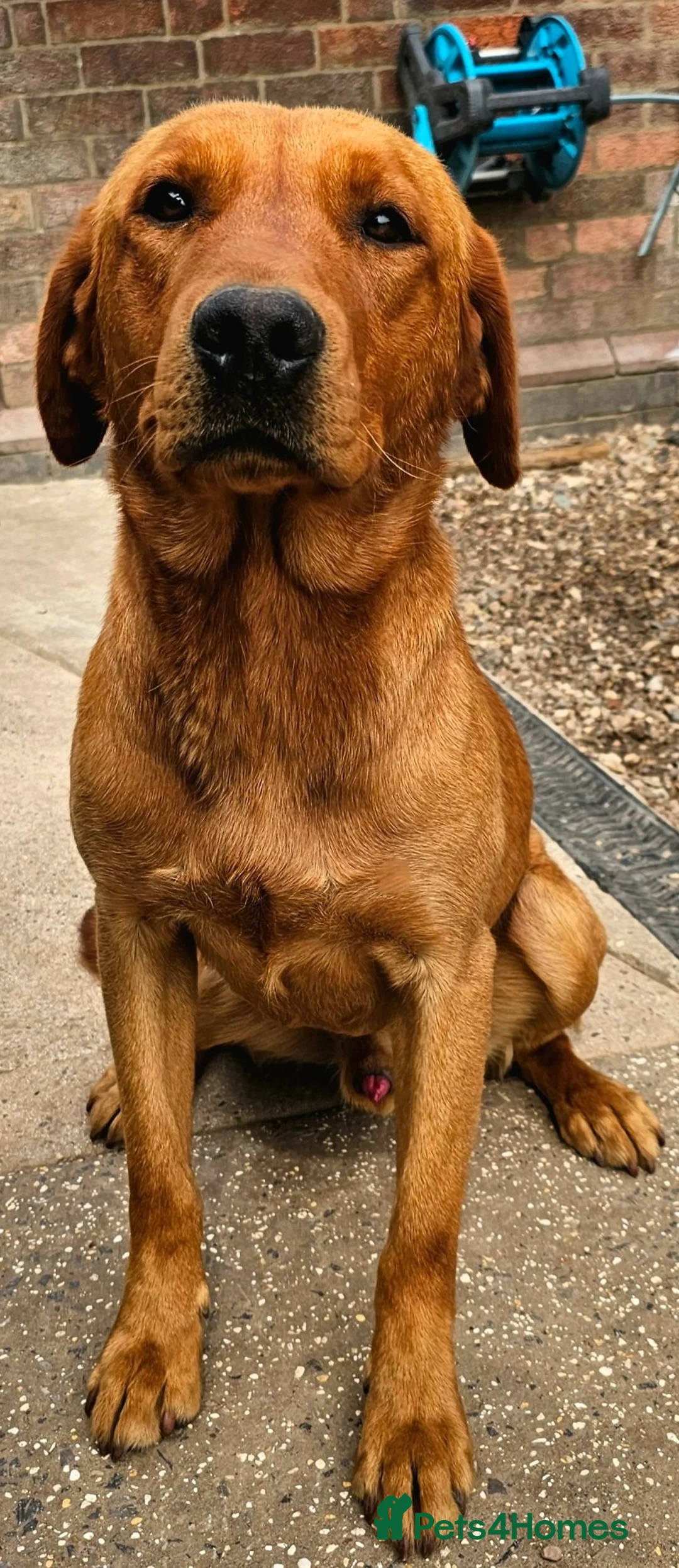 Labrador Retriever dogs for sale: 6 BEAUTIFUL FOX RED KC LABS, HEALTH TESTED PARENTS - Advert 22