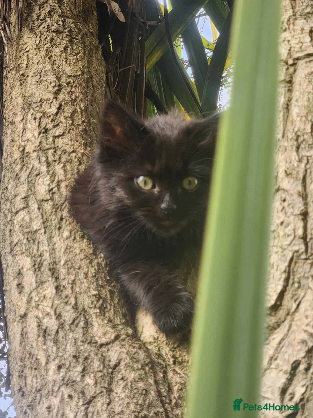 Ragdoll cats for sale: Beautiful half Ragdoll fluffy kittens - Advert 2