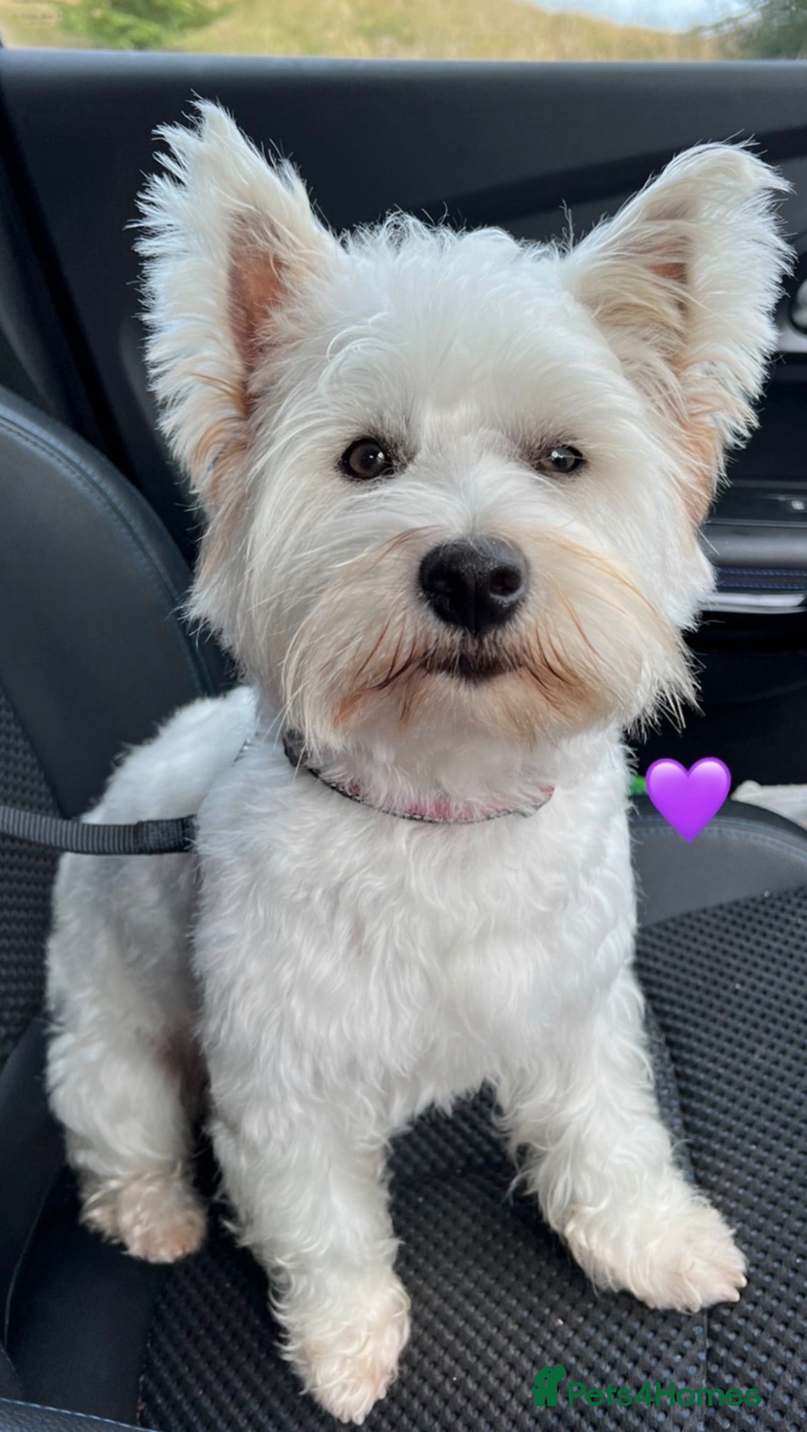 West Highland Terrier dogs West highland puppies for sale - Advert 2