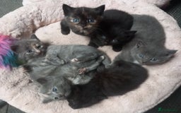 Mixed Breed cats for sale: Six beautiful mixed breed kittens  - Image 2
