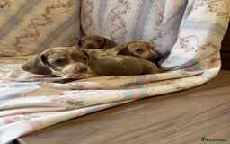 Miniature Dachshund dogs for sale: miniature dash hound puppys  - Advert 17