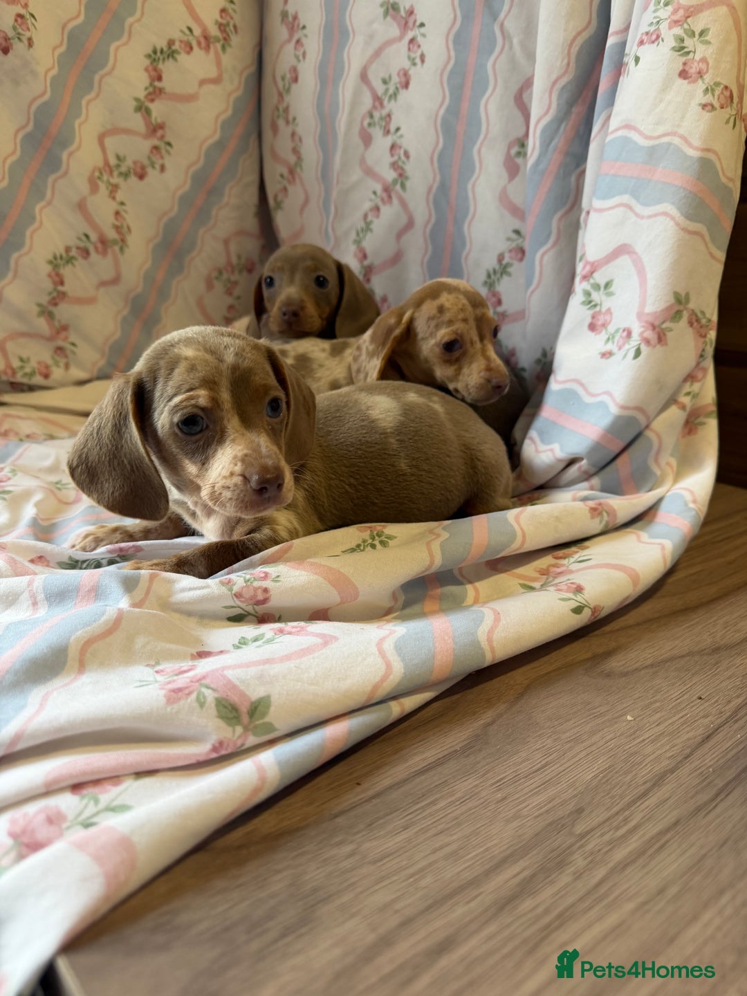 Miniature Dachshund dogs for sale: miniature dash hound puppys  - Advert 17