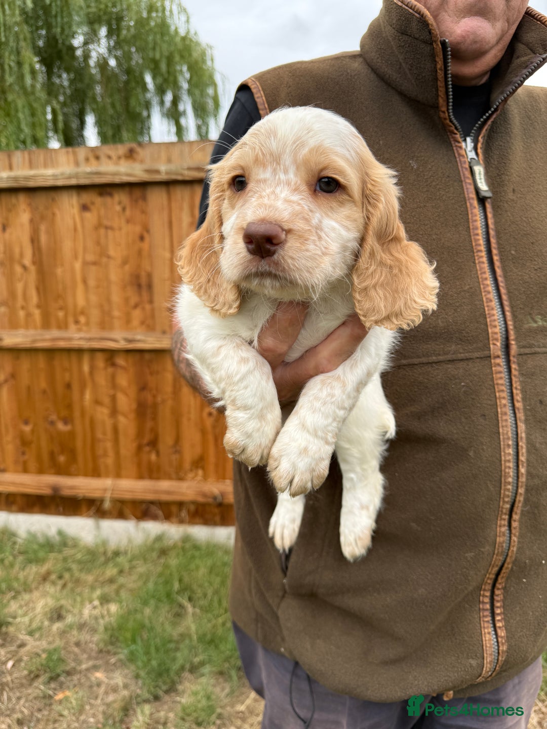 Cocker Spaniel dogs for sale: Fantastic KC REG cocker spaniel pups  - Image 4