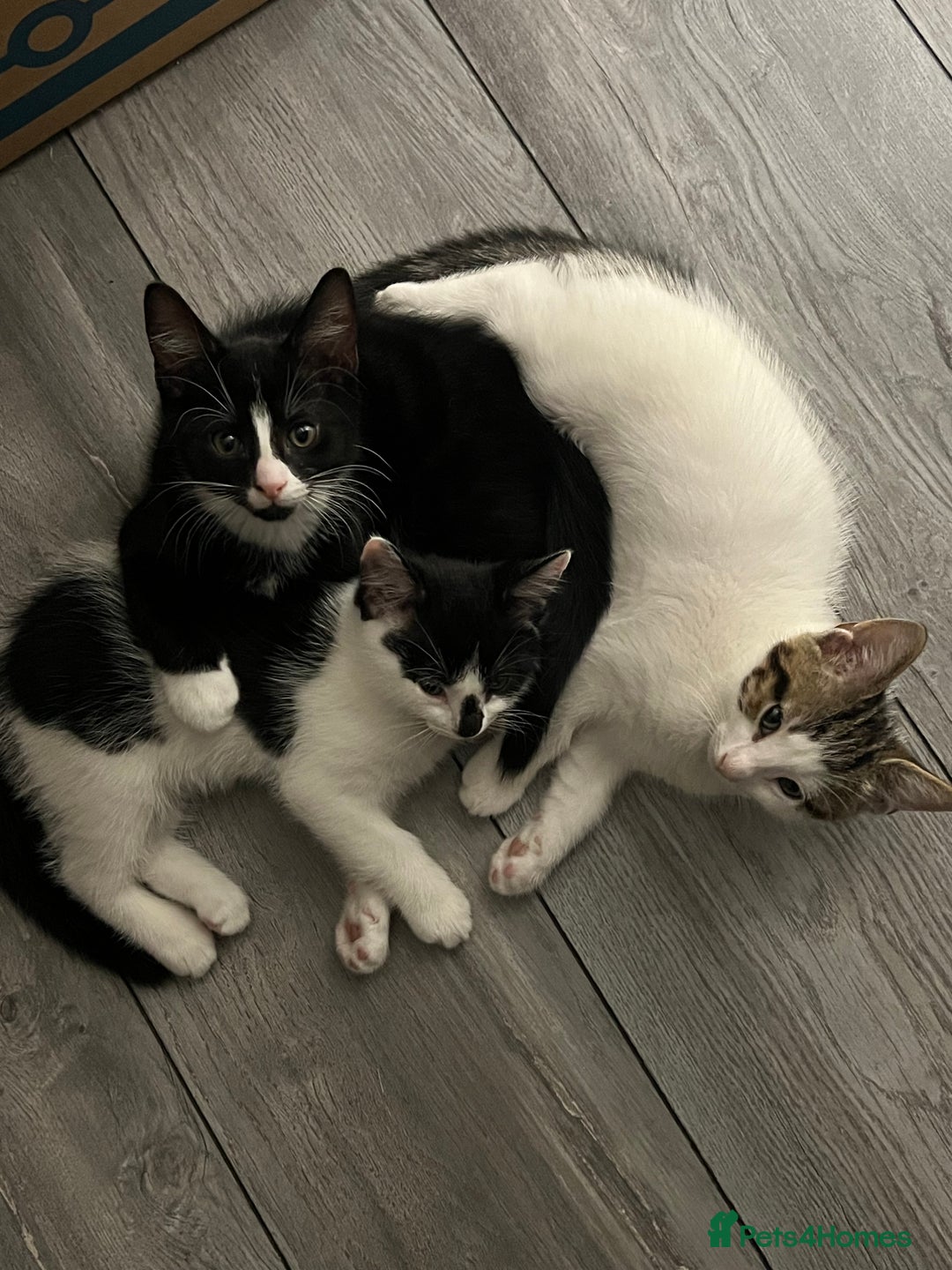 British Shorthair cats for sale: Playful kittens ready for loving homes - Image 8