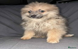 Pomeranian dogs for sale: Pomeranian females *READY TO LEAVE** - Image 5