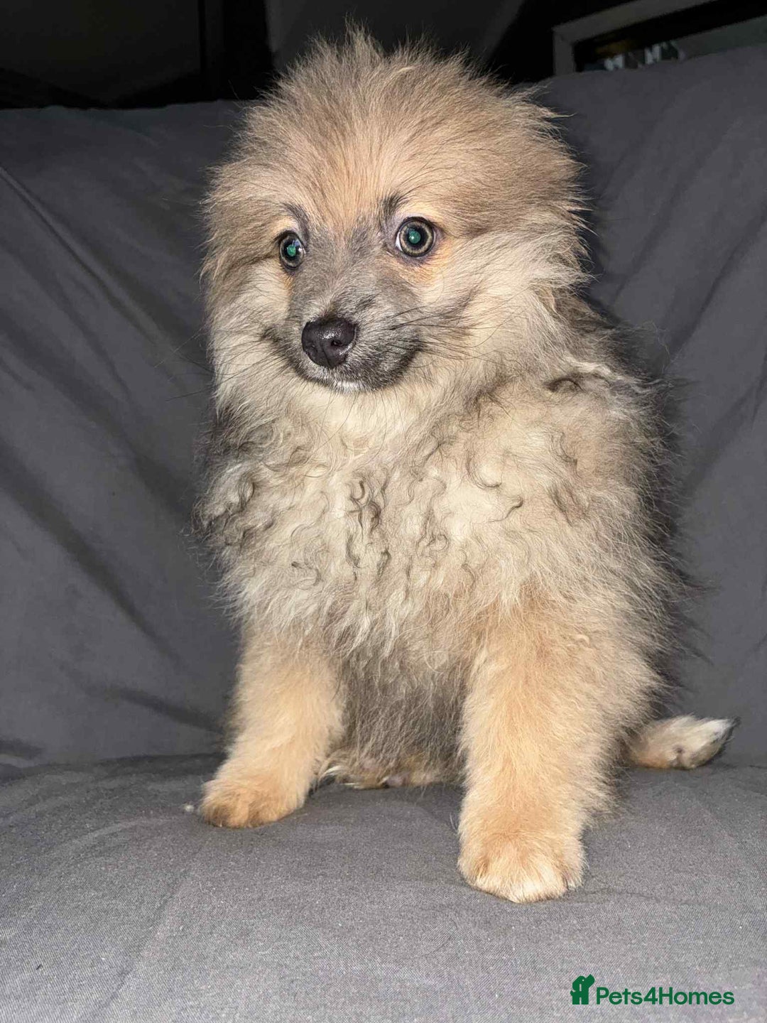 Pomeranian dogs for sale: Pomeranian females *READY TO LEAVE** - Image 5