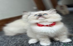 Ragdoll cats for sale: 🐾 Beautiful Blue Point Ragdoll Kittens 🐾 - Image 18