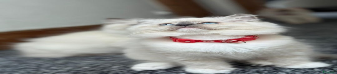 Ragdoll Kitten 3