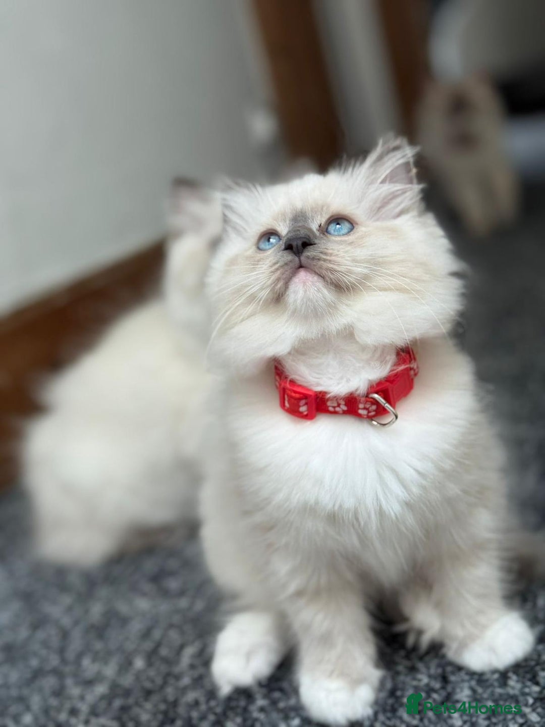 Ragdoll cats for sale: 🐾 Beautiful Blue Point Ragdoll Kittens 🐾 - Image 18