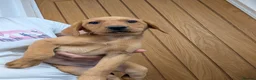 Labrador Retriever dogs for sale: Labrador puppy’s health tested  - Advert 13