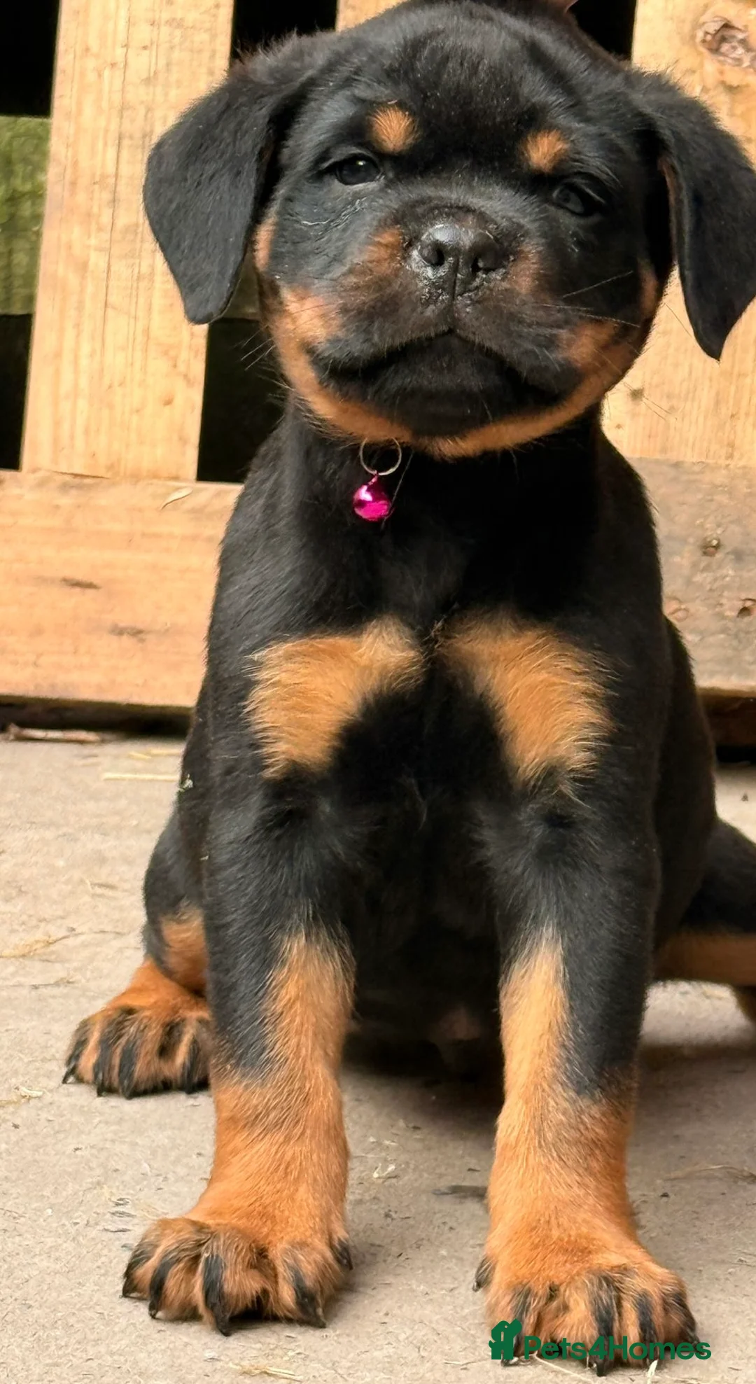 Rottweiler dogs for sale: Top quality kc pups for sale timitor X edelstein - Advert 2