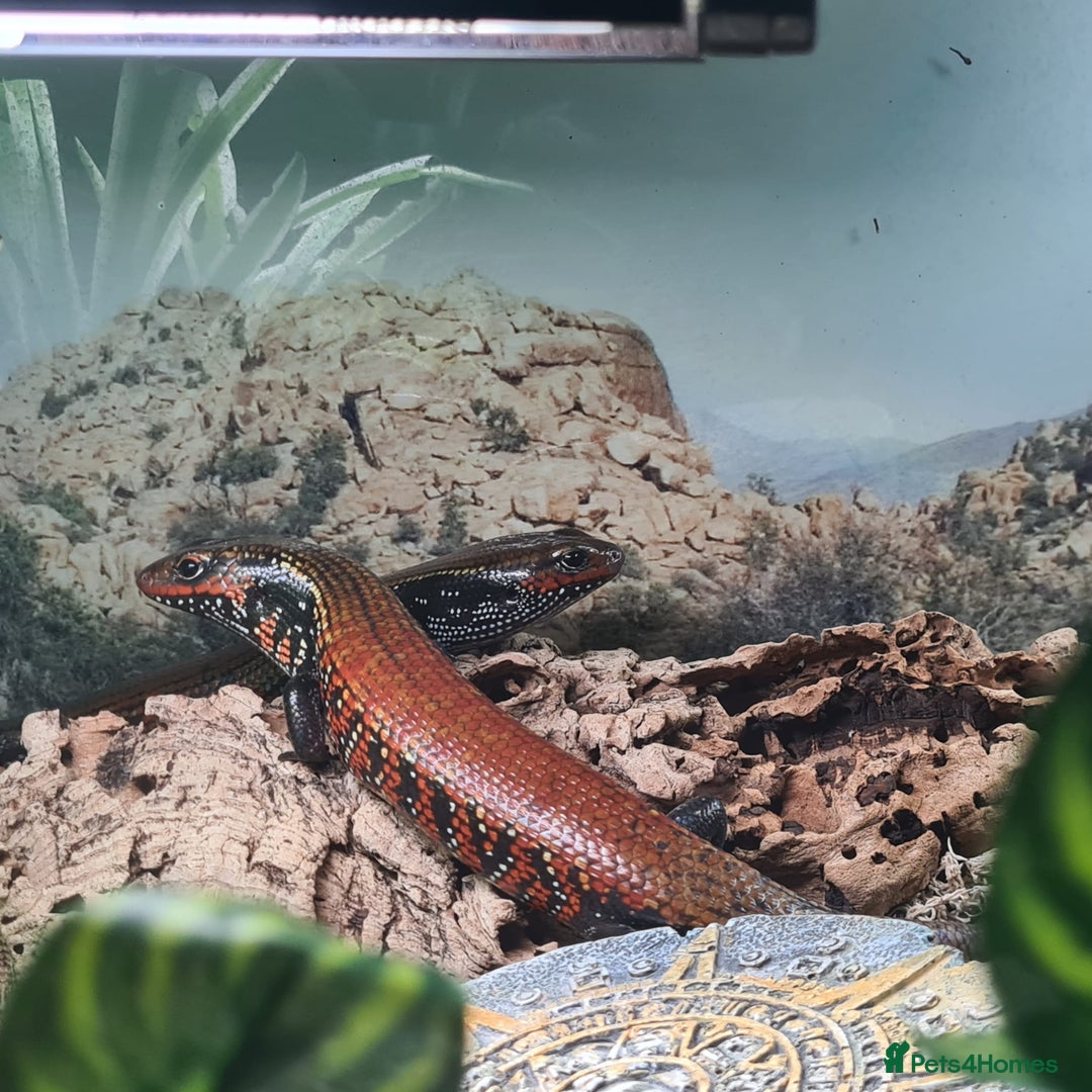 Skink reptiles for sale: African Fire Skinks for Sale - Image 5