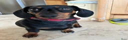 Miniature Dachshund dogs for sale: Cutie Beauty Miniature Dachshund Puppies in Nottingham - Advert 15