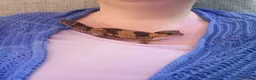 Gecko reptiles for sale: African fat tail gecko plus full set up in Poole - Advert 14