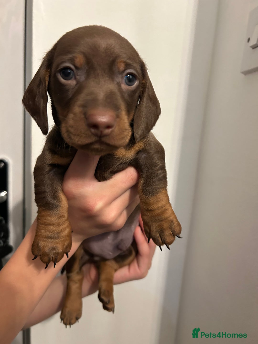 Dachshund dogs for sale: 5 stunning Dachshund puppies - Image 25