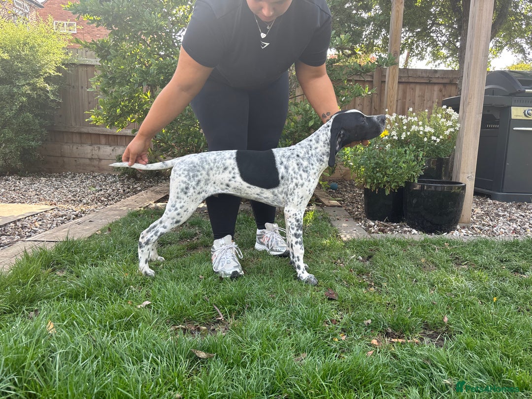 Pointer dogs for sale: ⭐️ 2 beautiful boys looking for forever homes⭐️ - Image 4