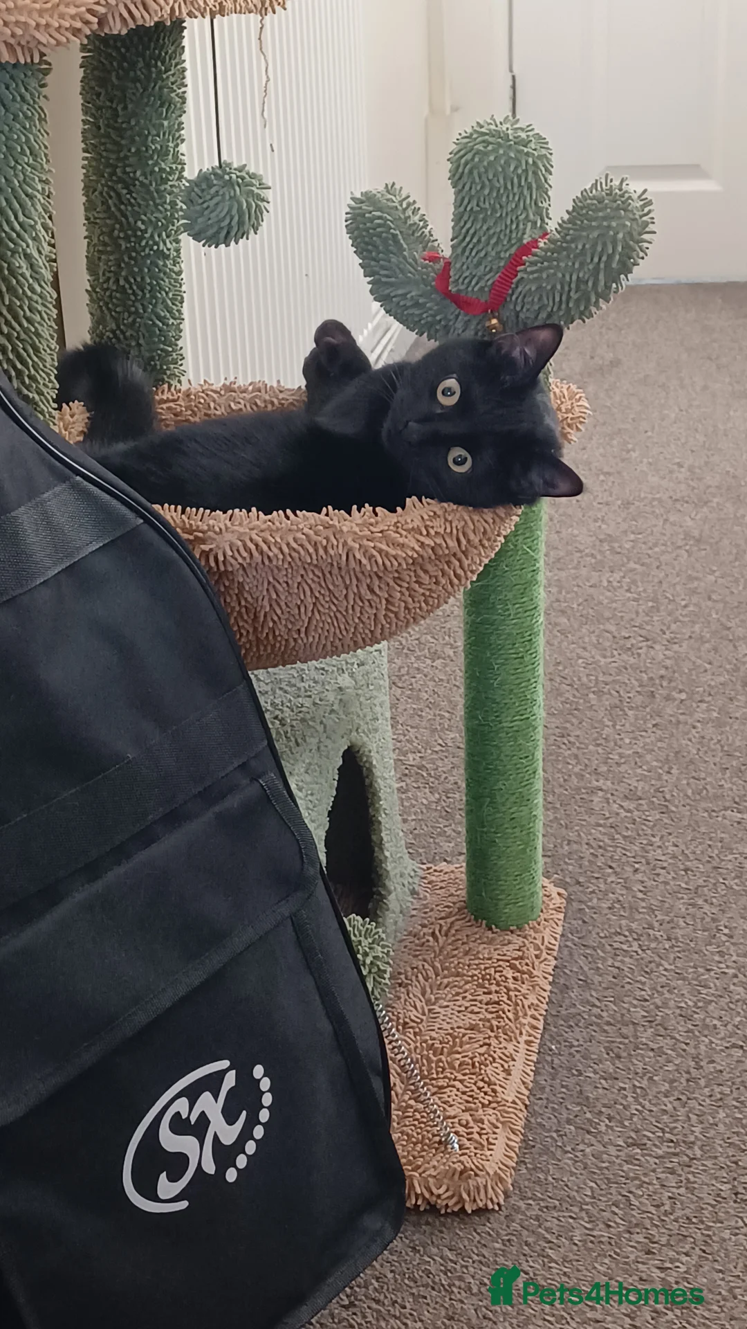 Mixed Breed cats for sale: Loving Home Needed for Sweet Nemo - Advert 2