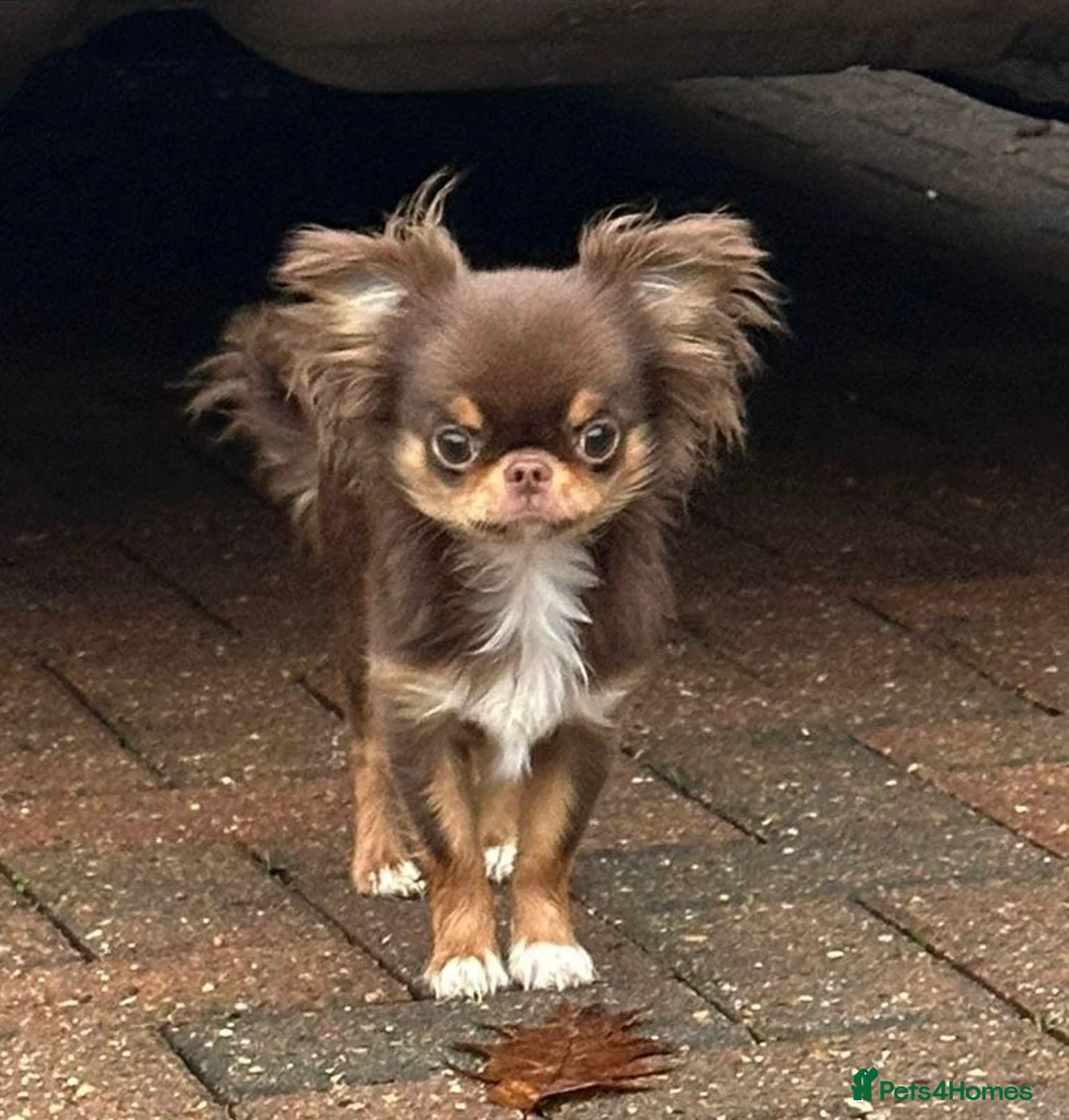 Chihuahua dogs for stud: Russian blood, Russian import stud in Potters Bar - Advert 19