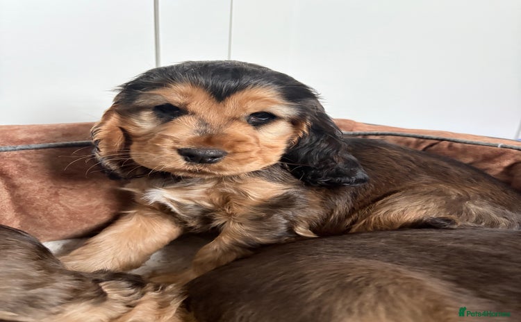 Cocker Spaniel dogs - Advert 4