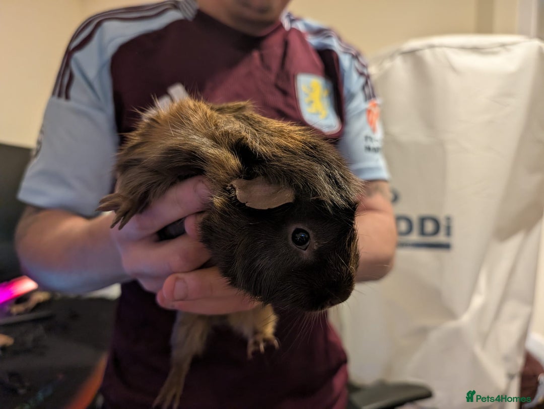 Guinea Pig rodents for sale: Guinea pigs both male and female  - Advert 2