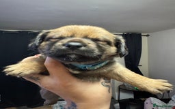 Mixed Breed dogs for sale: Jug x pomeranian - Image 6