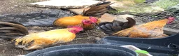 Chickens poultry for sale: Aseel / Cross Cockerel hatched 2026 - Advert 15