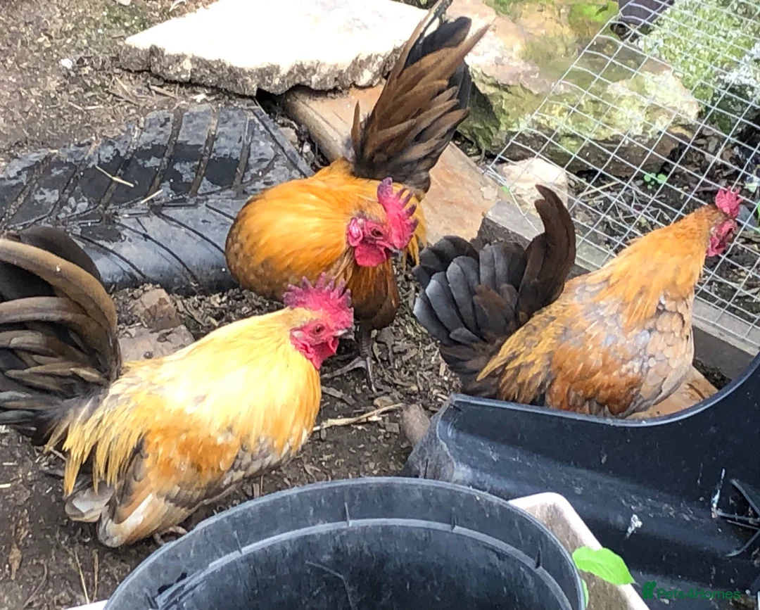 Chickens poultry for sale: Aseel / Cross Cockerel hatched 2026 - Advert 15