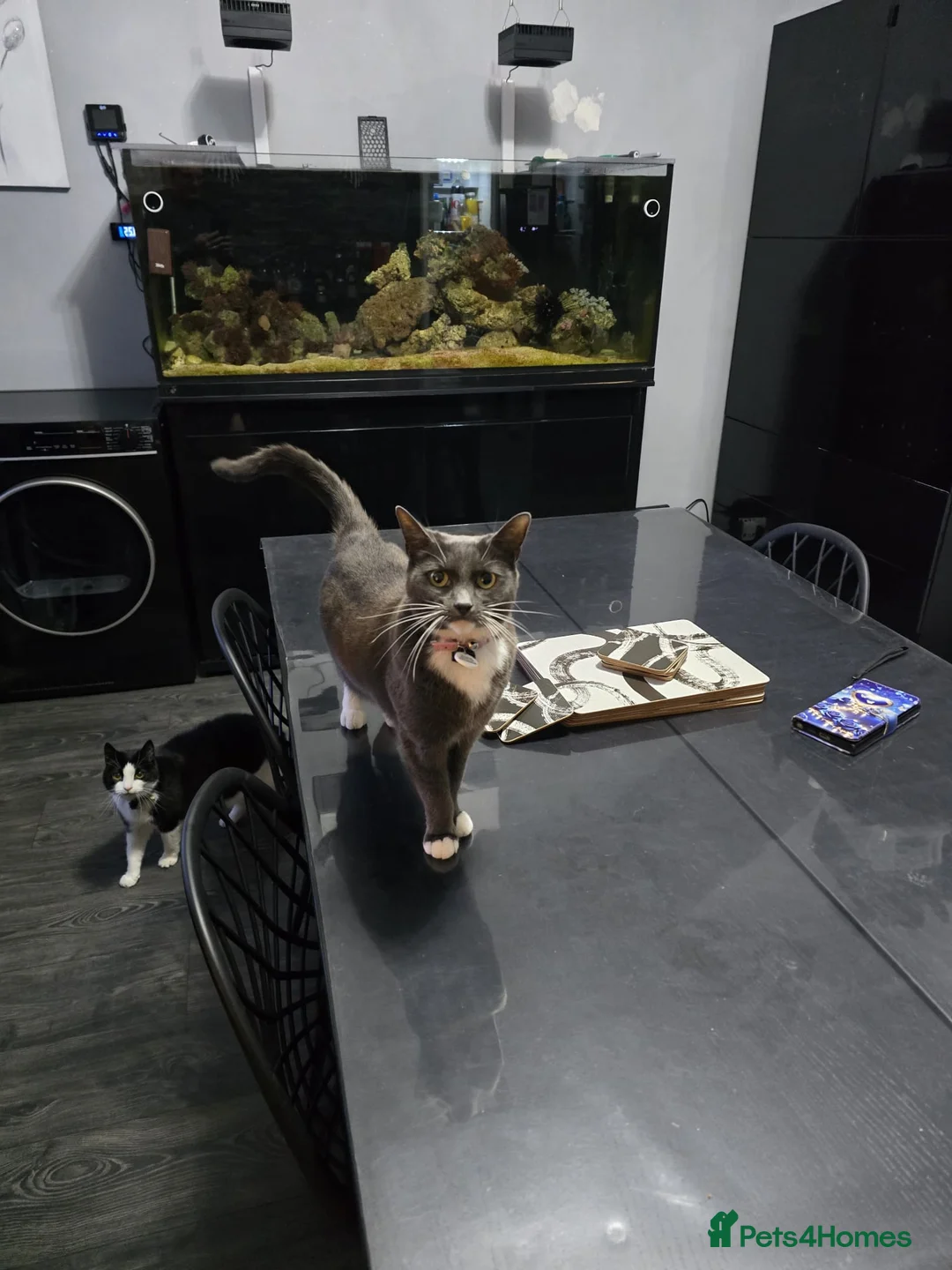 Mixed Breed cats for sale: 4 female cats needed to ve rehomed - Advert 4