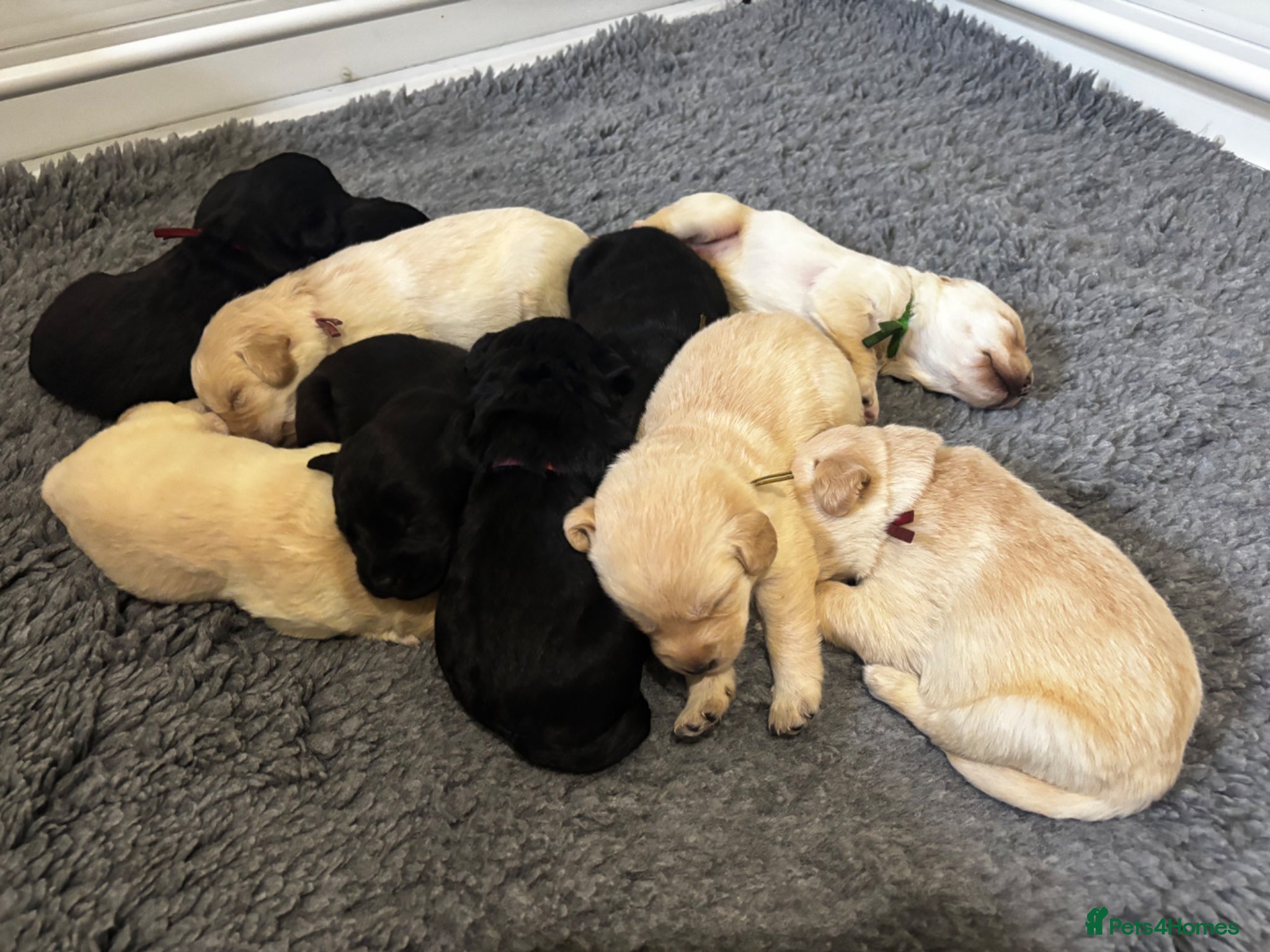 Labradoodle dogs F1 labradoodle pup. Parents health tested & KC reg - Advert 1