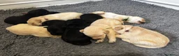 Labradoodle dogs for sale: F1 labradoodle pup. Parents health tested & KC reg - Advert 10