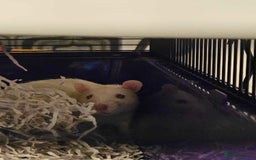 Rat rodents for sale: Pets rats for sale  - Image 4