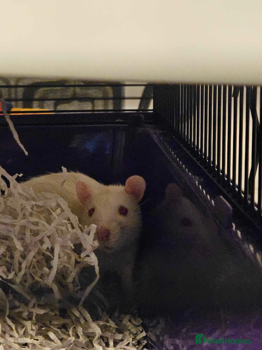 Rat rodents for sale: Pets rats for sale  - Image 4